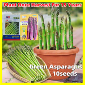 High Yielding 10 Seeds Sweet Green and Purple Asparagus Seeds for Planting Vegetables Bonsai Vegetable Plants Seeds Balcony Potted Asparagus Live Plants Real Plants Indoor Plants Buto Ng Gulay Halaman F1 Hybrid Vegetable Seeds for Pots Asparagus Seedlings