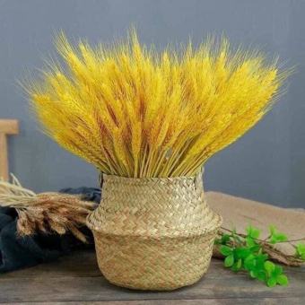 Bó Bông Lúa Mạch Khô 100 Nhánh Cắm Bình Hoa Trang Trí Tết