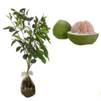 Bibit tanaman jeruk Pamelo madu Tinggi 70 cm up