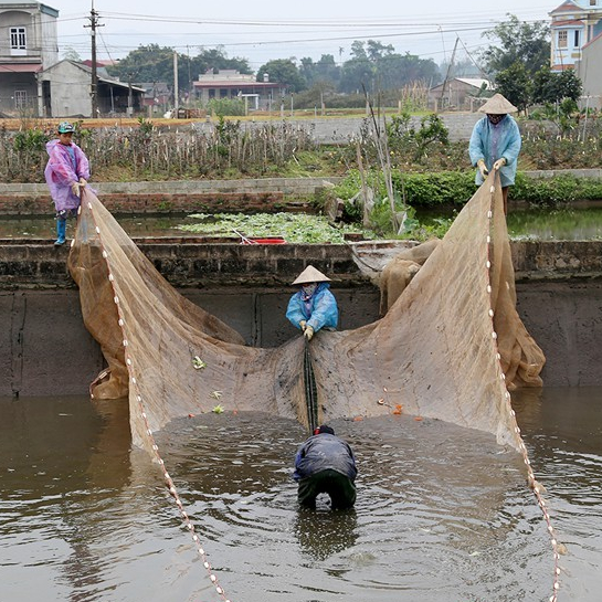 Lưới vét cá - lưới quét cá cao 2m dài 6m - 10m - 20m - 30m - 40m - 50m lưới kéo tôm cua cá ao hồ sông suối