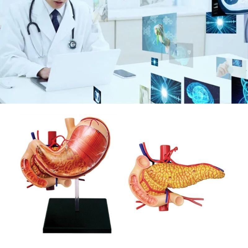 Con người dạ dày & tuyến tụy Mô hình giải phẫu có thể tháo rời cơ quan của con người mô hình trường giáo cụ cho y tế Giáo Dục hiển thị