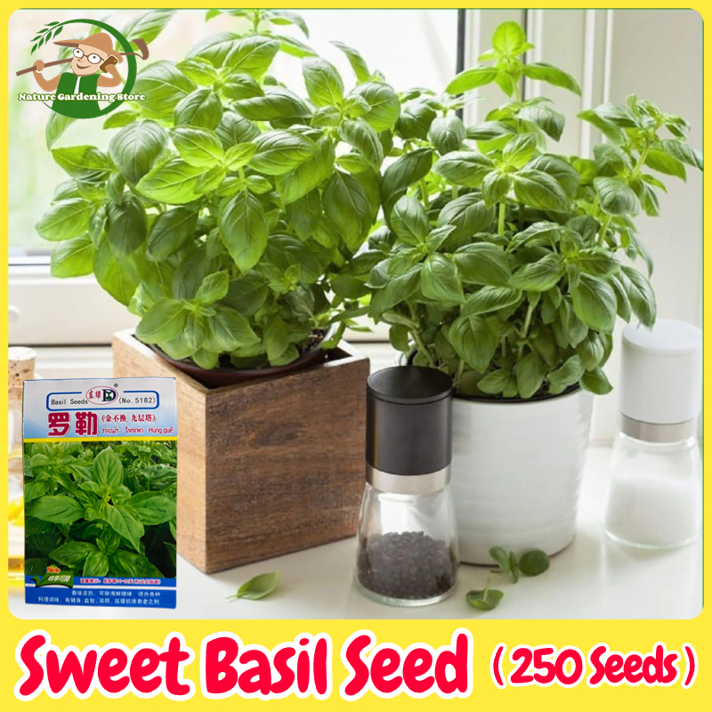 เมล็ดพันธุ์ อิตาเลี่ยน เบซิลใบใหญ่ บรรจุ 250เมล็ด Large Leaf Italian Basil Seeds Herbs Seed Organic Vegetable Seeds for Planting โหระพาหวาน เมล็ดโหระพาใบใหญ่ เมล็ดพันธุ์ผัก ผักสลัด ผักสวนครัว บอนไซ ผักออร์แกนิก พันธุ์ผัก เมล็ดผัก ปลูกได้ตลอดปี เมล็ดงอกสูง ราคา 38 บาท*ส่งฟรี