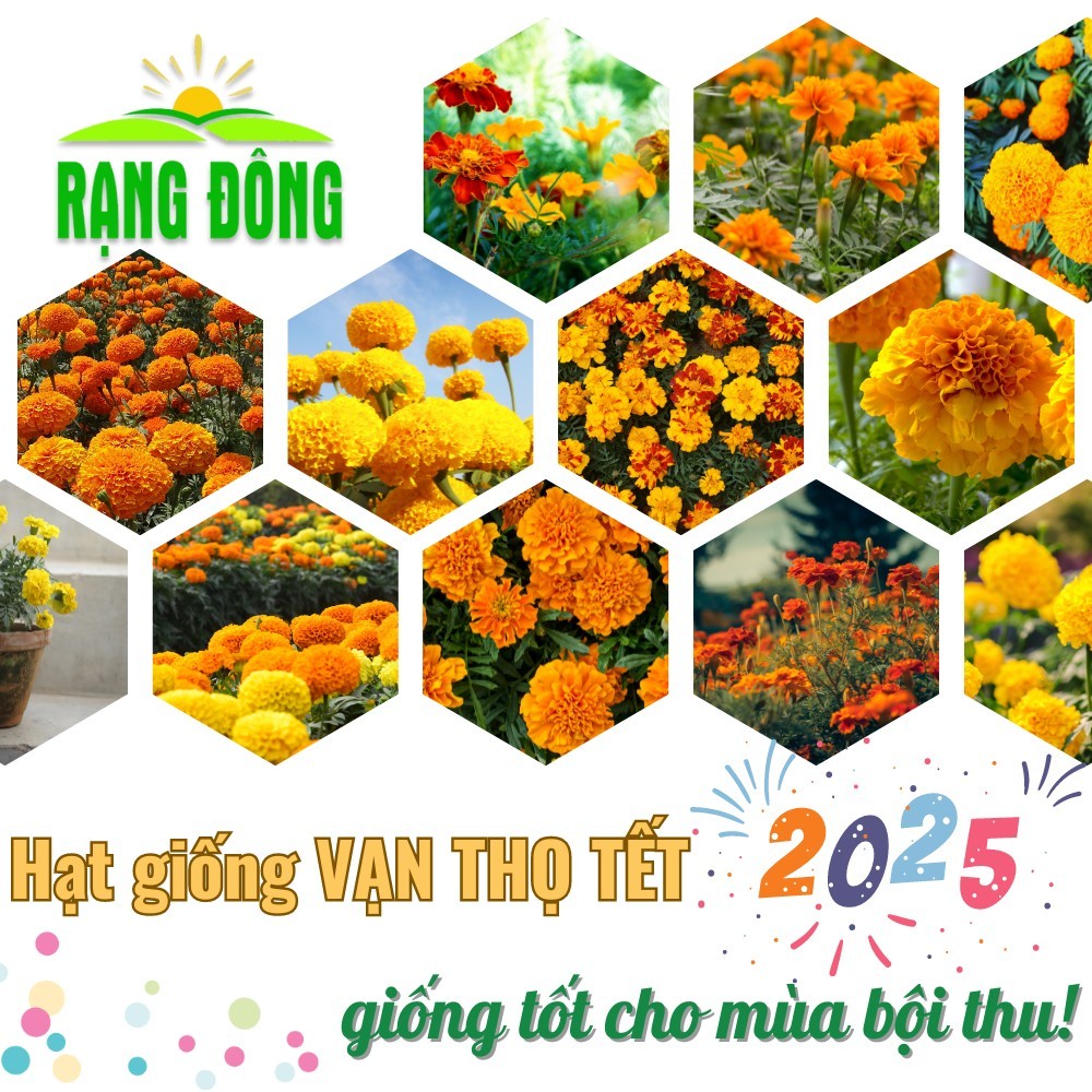 Hạt giống Hoa Vạn Thọ TẾT 2025 nhiều màu nhiều loại trồng chậu hoặc vườn quanh năm - Hạt giống Rạng Đông