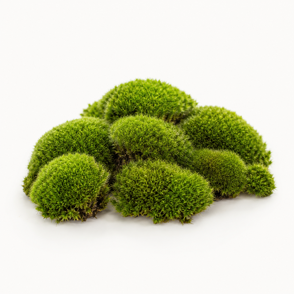 Rêu Gối Mini