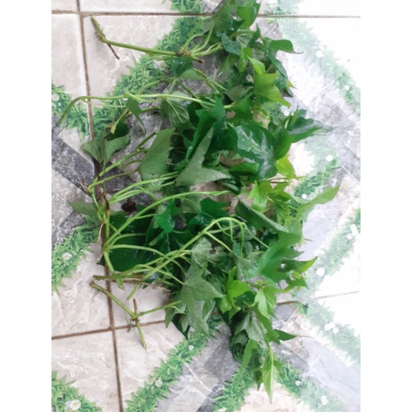 10 dây giống khoai lang siêu đọt/khoai lang lấy củ và ngọn.
