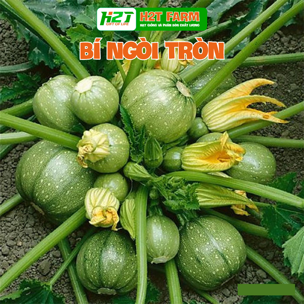 Hạt giống bí ngòi tròn xanh chịu nhiệt - h2t farm