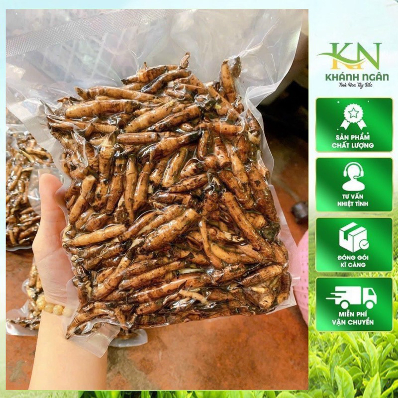 Sâm cau đen Sâm tiên mao rừng Tây Bắc tươi, khô ngâm rượu 1kg làm sạch hút chân không