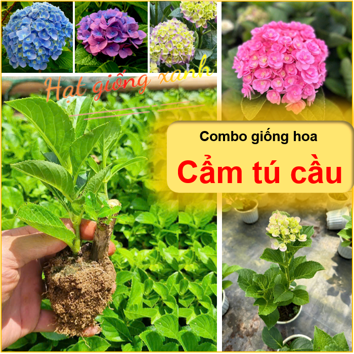 Combo 10 cây hoa cẩm tú cầu chịu nhiệt ( Khách chọn màu ) - Chịu nhiệt tốt, hoa nở quanh năm