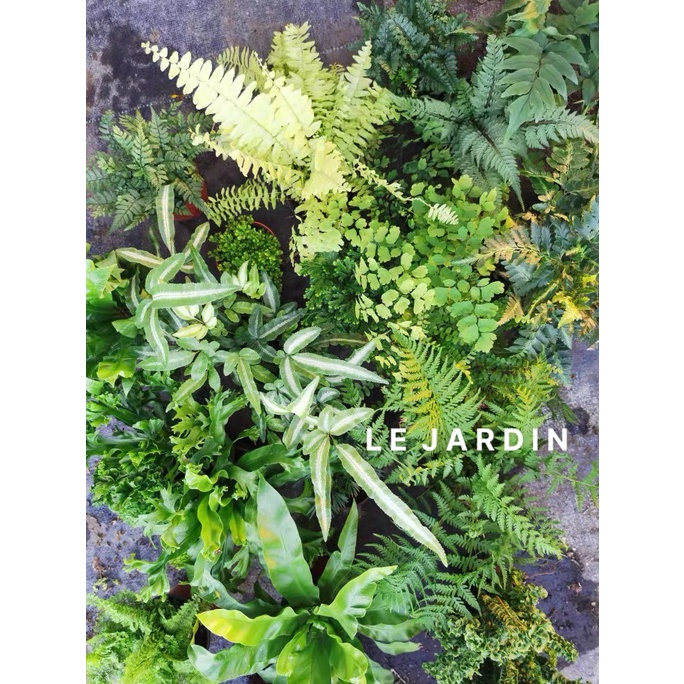 Dương xỉ, 10 loại dương xỉ mini đã thuần, set hồ terarium, bán cạn, non bộ, tiểu cảnh