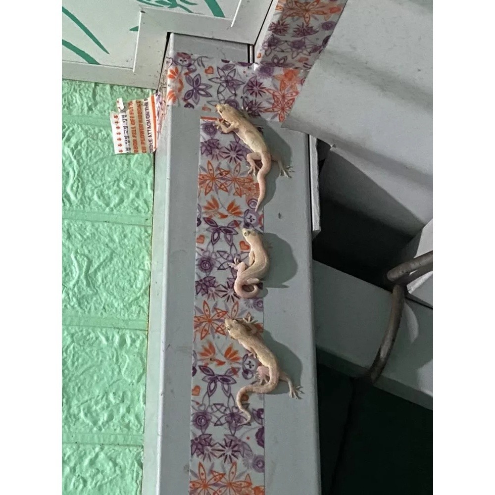  10 Miếng Keo Bắt Thằn Lằn Keo Bẫy Thạch Sùng Keo Dán Thằn Lằn Keo Bẫy Thằn Lằn Keo Diệt Thằn Lằn Bắt Tắc Kè 