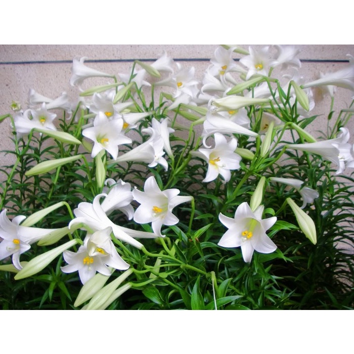 Củ giống hoa loa kèn trắng - Giống Hoa Cảnh Nhập Khẩu