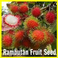 [Easy To Grow In Malaysia] Fresh Rambutan Seeds for Planting Fruits (10pcs/bag) Benih Pokok Buah Buahan Rambutan Plant Seeds Home Potted Rambutan Fruit Seeds Bonsai Tree Seeds Live Plants Dwarf Fruit Bearing Trees Seeds Fast Growing Seedlings Fruit Trees