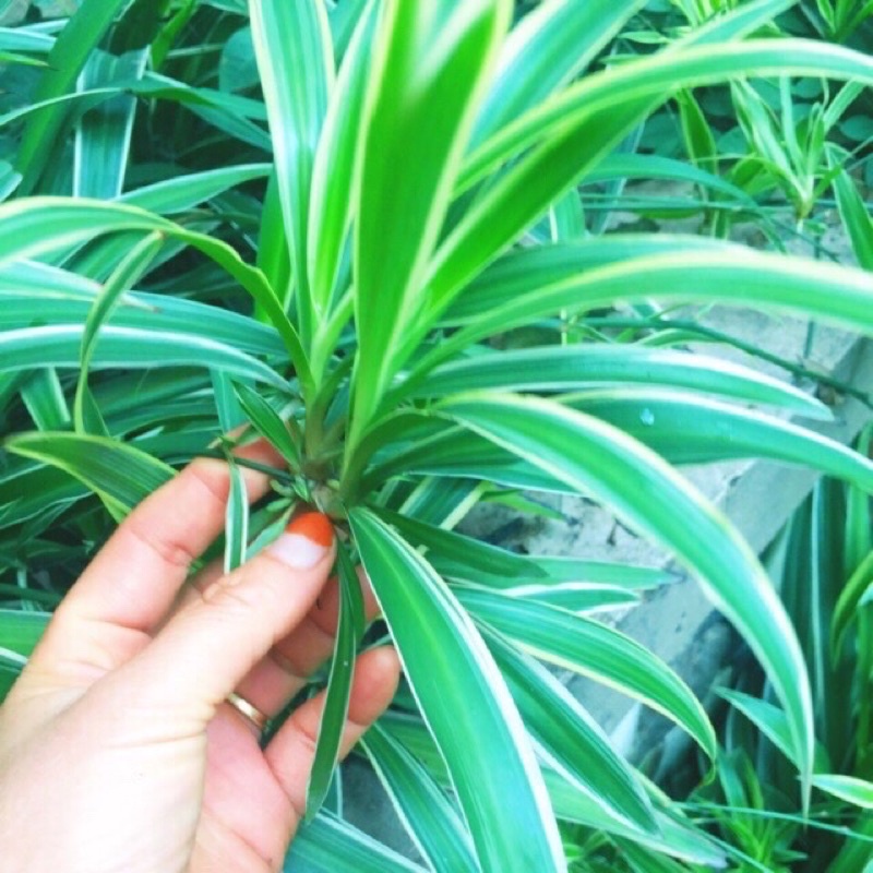 Cây cỏ lan chi- dây nhện