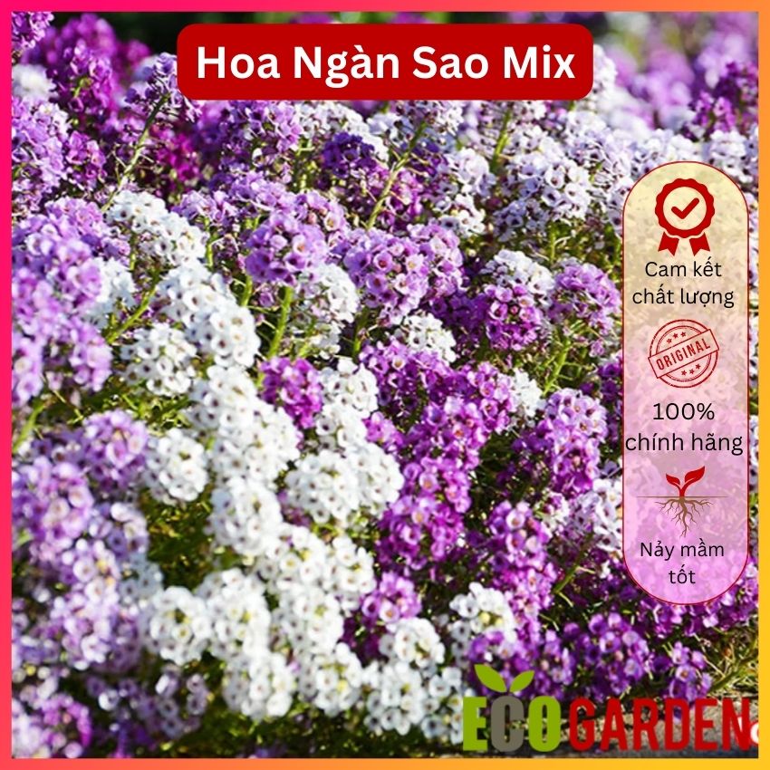 Hạt giống hoa ngàn sao mix nhiều màu