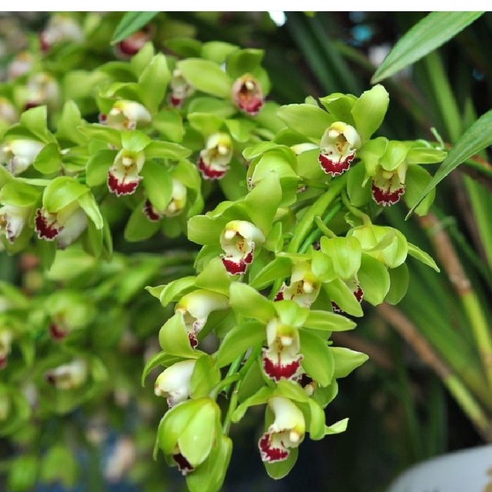Củ giống hoa địa lan santo hoa màu xanh - 1 củ - Giống Hoa Cảnh Nhập Khẩu