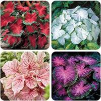 100% Original Fresh 【COD】20 Pcs Mix Thailand Caladium Seeds of Perennial Flower Garden Potted Seeds easy to plant Decor Ornamental Potted Live Plants for Sale Indoor Plants Real Plants buto ng bulaklak