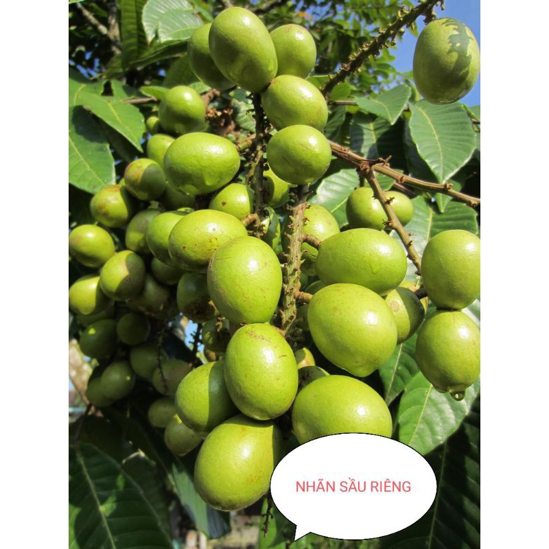 Cây giống nhãn Sầu Riêng Matoa - Cây Giống Tốt