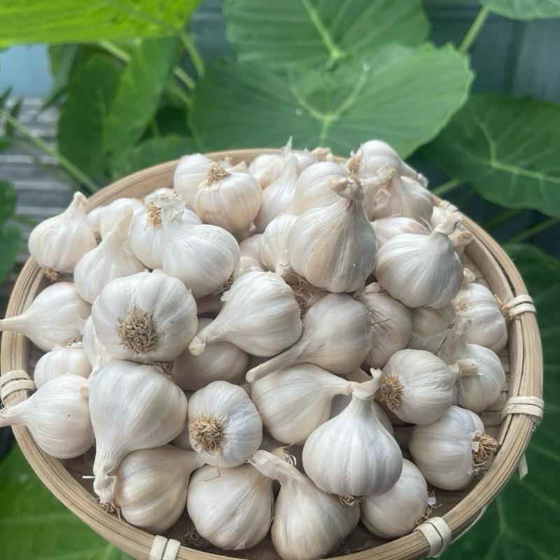 Tỏi Lý Sơn Khô Nhiều Tép loại 1 Thơm Cay Không Nồng Cam Kết Chuẩn Tỏi Đảo Lý Sơn Đặc Sản Nổi Tiếng Quảng Ngãi