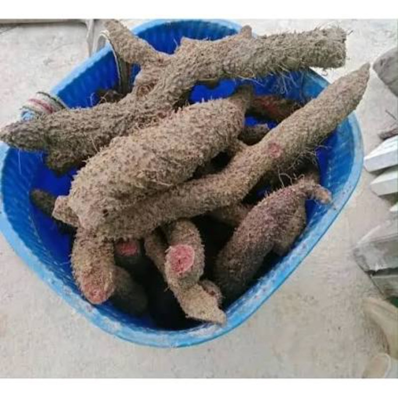 Củ Ngũ Gia Bì Gai Đỏ (Nhục Thung Dung) Nguyên Củ 02KG CHất