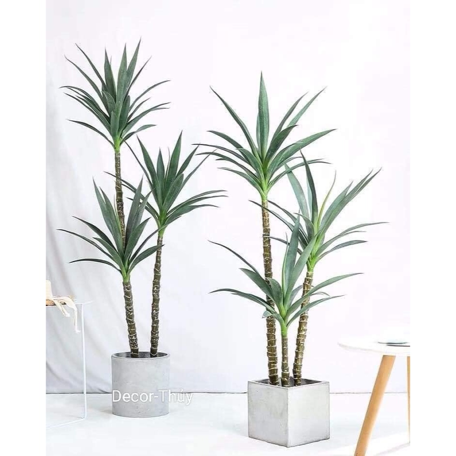 Cây giả, cây phát tài núi cao 1,3m 1,7m và 1,9m cây trang trí