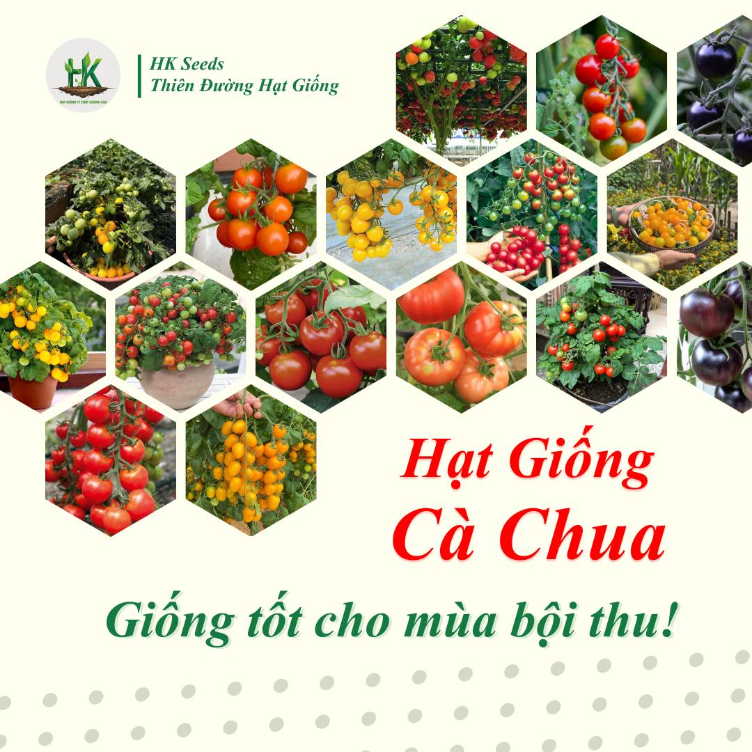 [Hạt giống Cà Chua] Cà Chua Đỏ, Cà Chua Đen, Cà Chua Quả To Chuẩn F1, Năng Suất, Chịu Nhiệt, Trồng Quanh Năm - HK Seeds