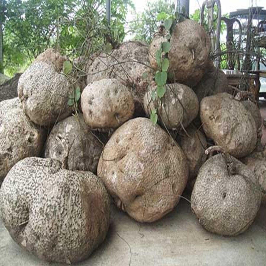 Bình Vôi Củ Tròn Dưới 5kg (To Ngoại Cỡ IB) Chuẩn Mới