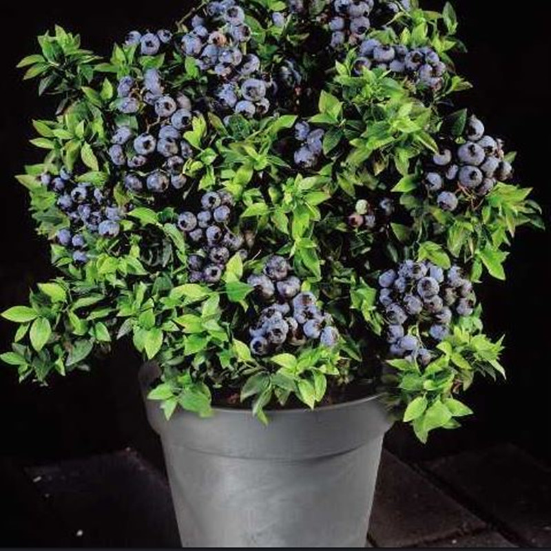 Explore Philippine Blueberry Plant at Unbeatable Prices Online | Lazada  Philippines