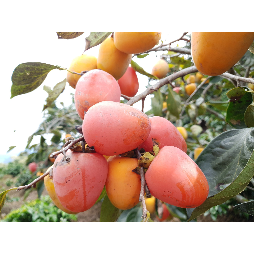 Cây giống hồng nứa đặc sản Nghệ an