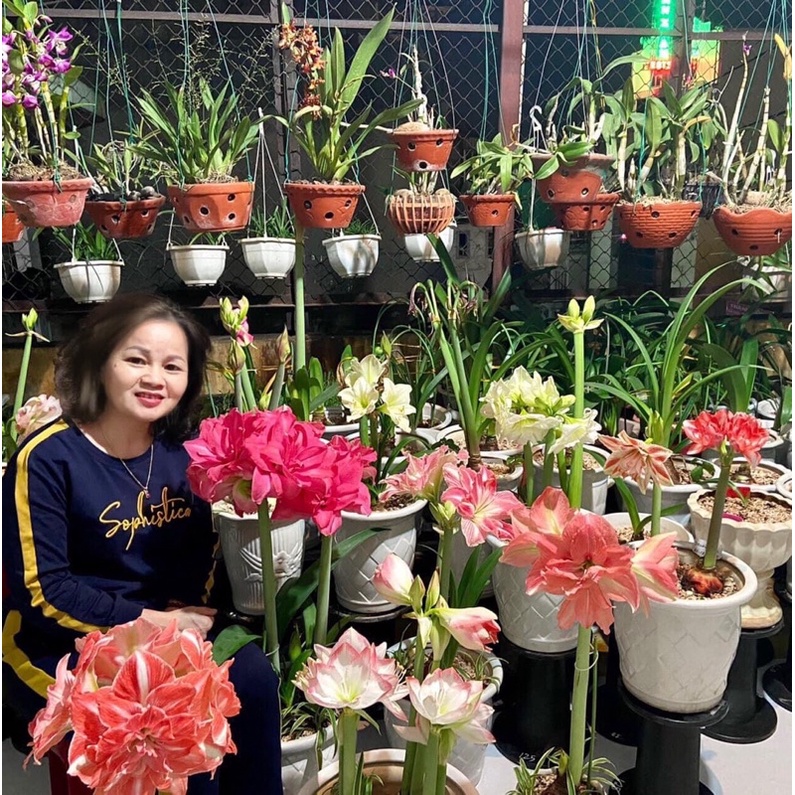 Củ hoa lan huệ, huệ tây cánh kép nhập khẩu nhiều giống - giống hoa cảnh nhập khẩu