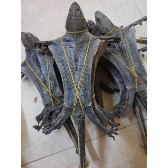 tắc kè khô nguyên con