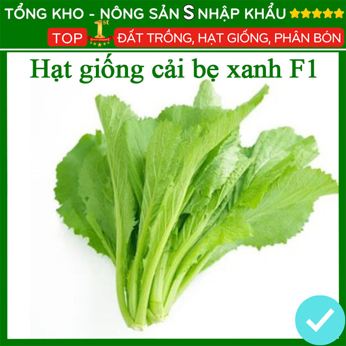 Hạt giống bẹ xanh F1 hạt giống cải mỡ dễ trồng dễ chăm sóc kháng sâu bệnh