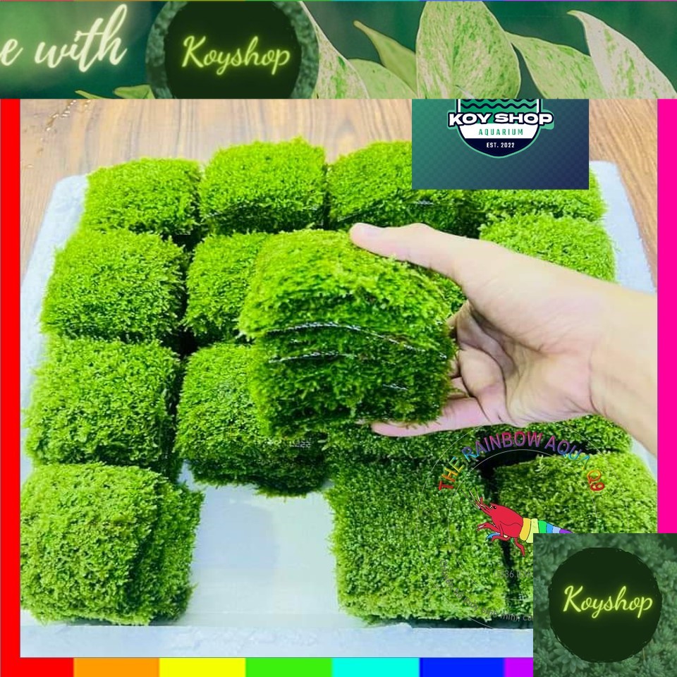 Rêu Mini Taiwan hàng đẹp, rêu xanh, dày | 1 Vỉ (10x10)  cây thật thuần nước 100%