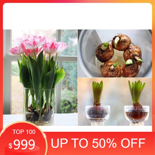 Củ hoa tulip nhiều màu tặng kèm hạt hoa