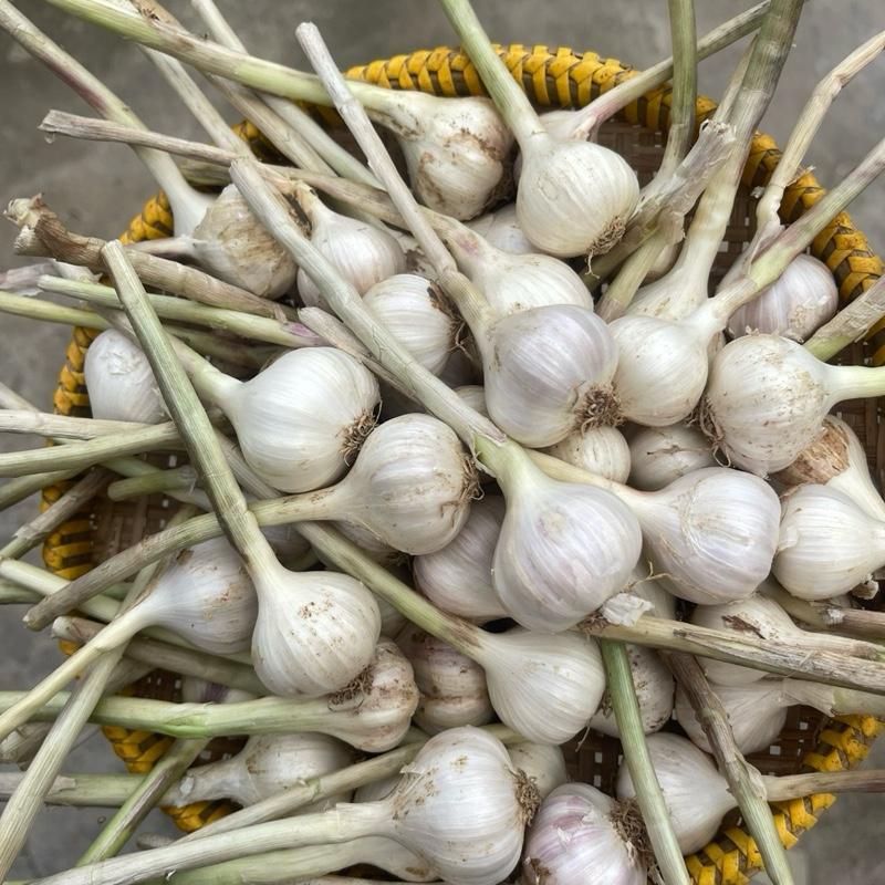 Tỏi Lý Sơn 1kg phơi từ 2 đến 5 nắng chuẩn tỏi đảo Lý Sơn ăn giòn thơm cay nhẹ dùng làm gia vị hoặc ngâm dấm mật ong