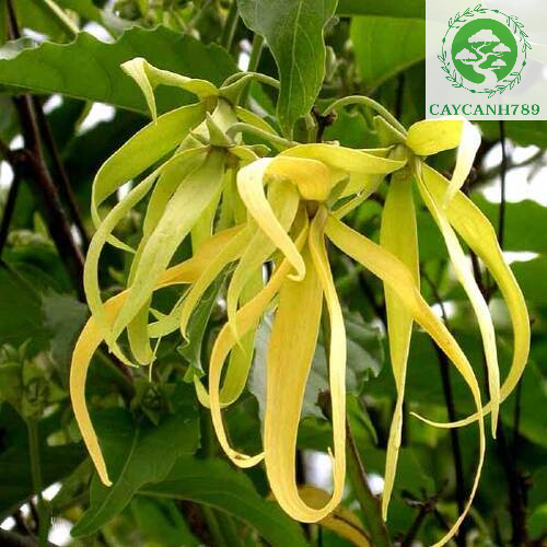 Cây giống hoa dẻ thơm 4 mùa - Cây Giống Chuẩn