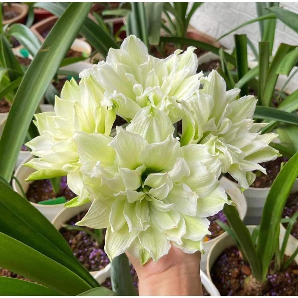 Hoa lan huệ cánh kép, hoa loa kèn tây Amaryllis Young Crane - Củ Giống Minh Sang
