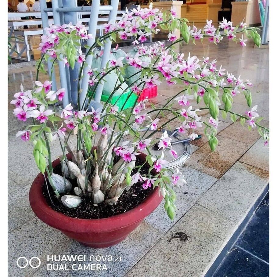 Củ hoa lan bầurượi hoa tết - giống hoa cảnh nhập khẩu