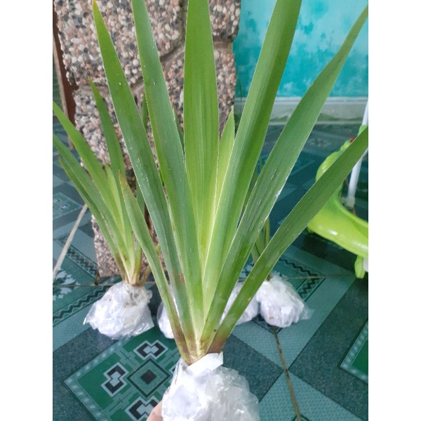Cây giống rẻ quạt/cây xạ can/cây xương quạt 1 cây giống