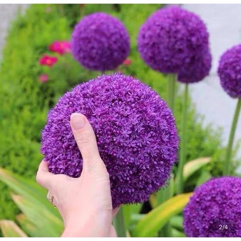Củ hoa cầu tuyết giá sỉ 6k - Giống Hoa Cảnh Nhập Khẩu