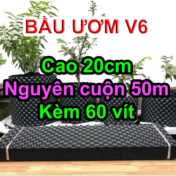 Cuộn 50m bầu ươm cây v6 cao 20cm