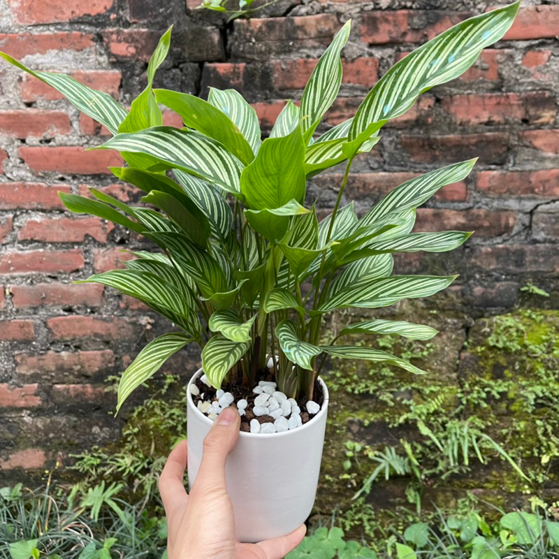Cây đuôi công xanh kẻ trắng kèm chậu sứ tán lá xum xuê cao 30cm,thích hợp trang trí nội thất,để bàn