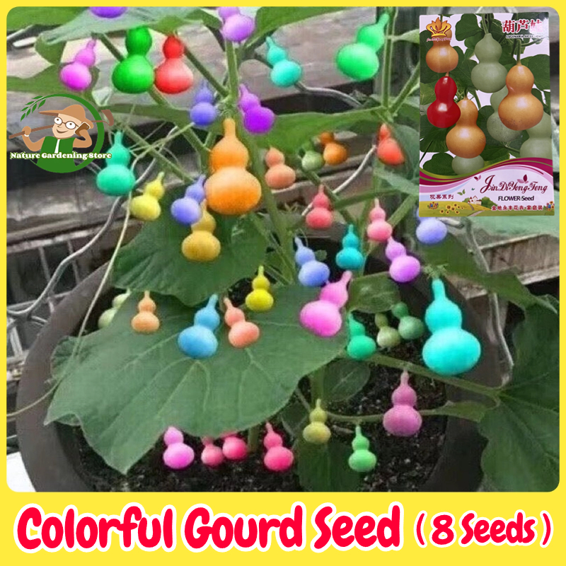 เมล็ดพันธุ์ น้ำเต้าเซียนจิ๋ว บอนสี เมล็ดน้ำเต้าเซียนเล็ก บรรจุ 8เมล็ด Mini Ornamental Bottle Gourd Seed เมล็ดดอกไม้ เมล็ดพันธุ์ผัก เมล็ดบอนสี ต้นไม้ประดับ บอนสีหายาก ไม้ประดับ บอนไซ เมล็ดพันธุ์พืช ปลูกง่าย ผลดก ประดับตกแต่งเรียกโชคดีได้ Seeds for Planting ราคา 38 บาท*ส่งฟรี