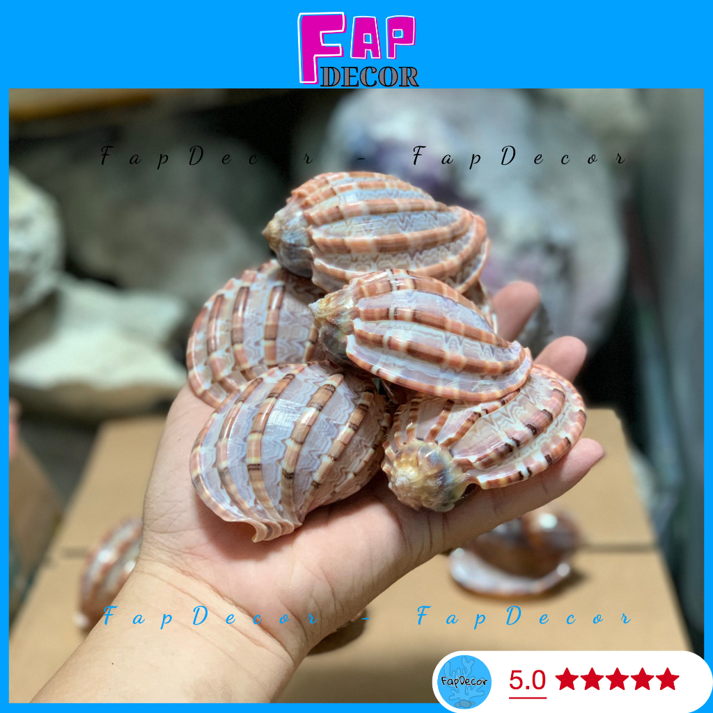 Vỏ ốc khế bóng sọc trang trí thủy sinh làm đồ mỹ nghệ, trang trí nhà cửa - fapdecor