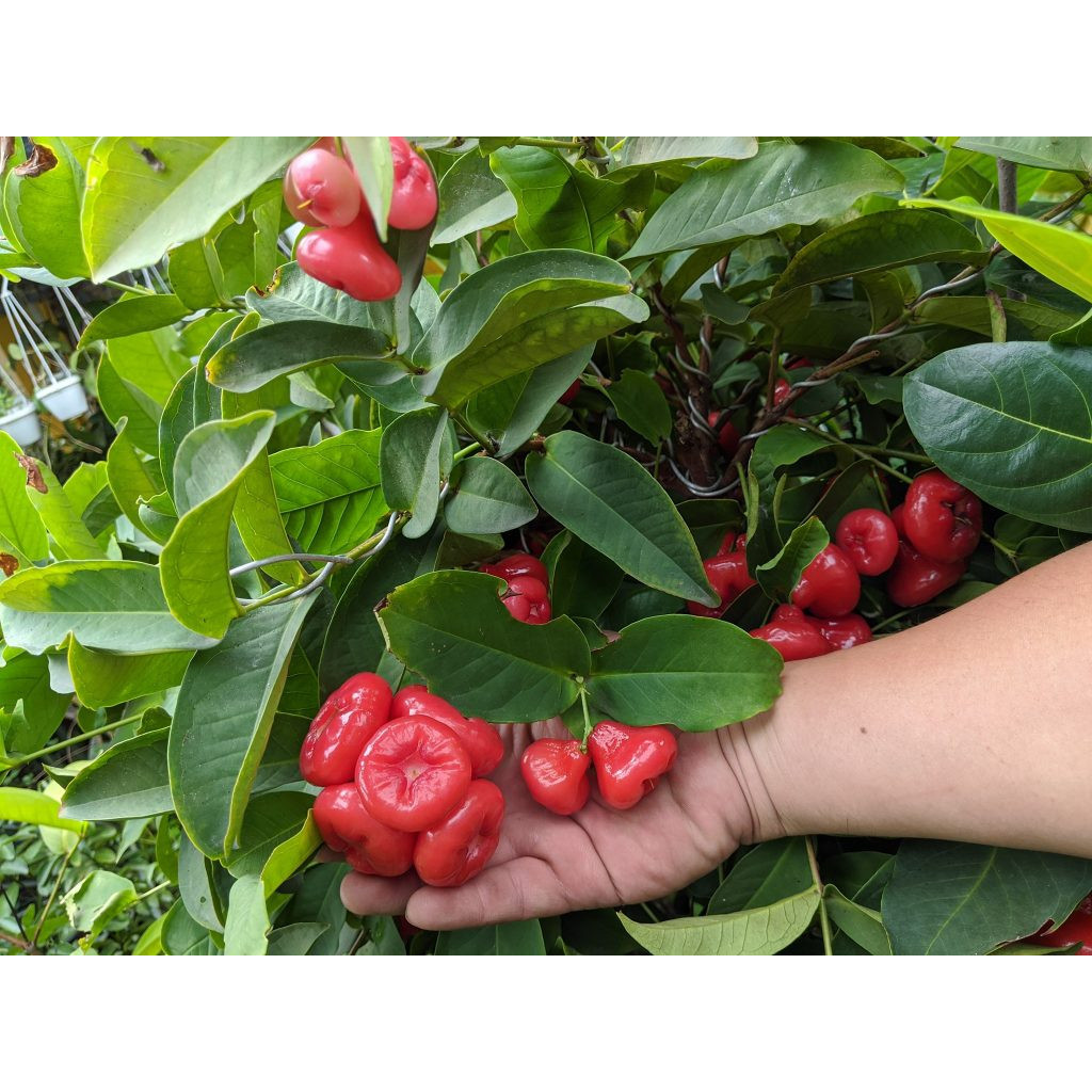 Cây giống mận hoàng yến, cây ghép siêu sớm (free ship extra giao nhanh)