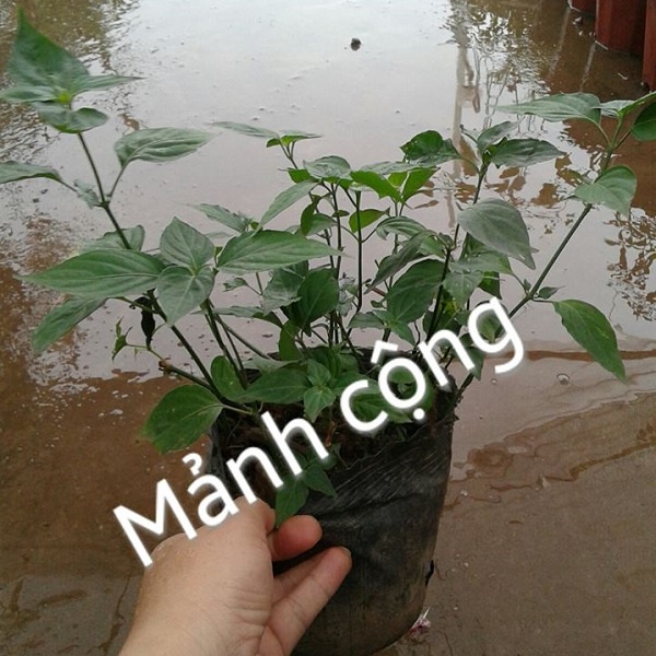 Bầu cây giống rau mảnh cộng - bầu giống to xum xuê