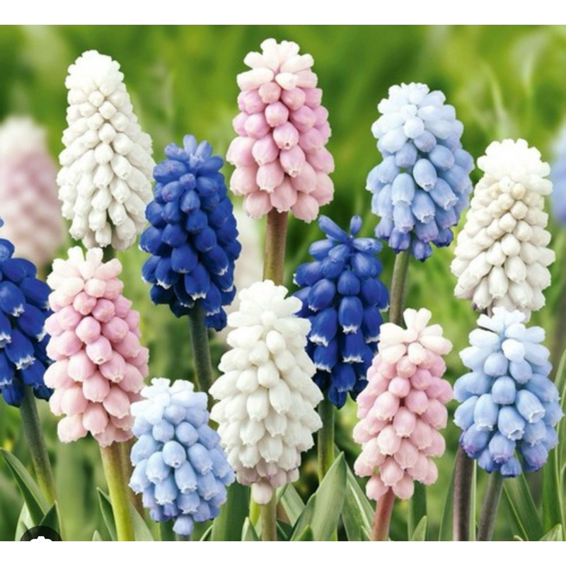 Củ hoa chuông ( nho lục bình, muscari) nhập khẩu Canada