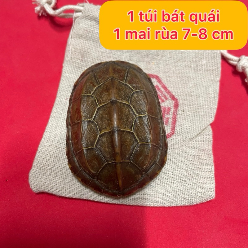 Mai rùa dùng để gieo quẻ kinh dịch