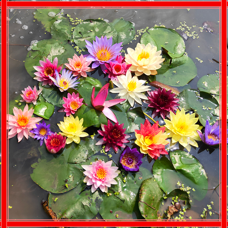 ปลูกง่าย ปลูกได้ทั่วไทย (20 เมล็ด/ซอง) เมล็ดพันธุ์ ดอกบัวน้ำ เมล็ดบัวจิ๋ว Mini Lotus Water Lily Seeds Hydroponic Flower Seed Plants Seeds บัวน้ำ บัวจิ๋วญี่ปุ่น บอนสี บัวเเคระ บัวแคระญี่ปุ่น บัวแคระ เมล็ดดอกไม้ ต้นบอนสีสวยๆ ต้นไม้มงคล พันธุ์ดอกไม้ บอนสี ราคา 38 บาท*ส่งฟรี