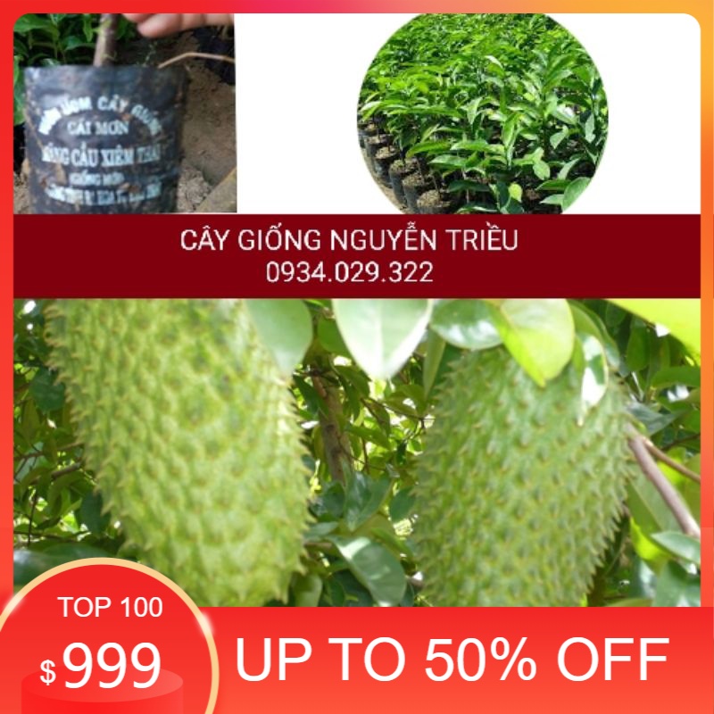 Cây giống mãng cầu xiêm thái