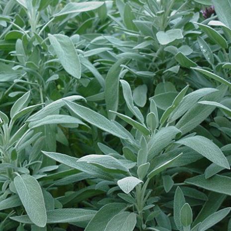 100 hạt giống cây xô thơm rau gia vị quý